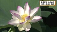 早朝に咲き始めるハスの花　藤原宮跡の池に11種類