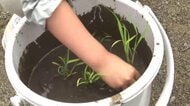 園児がバケツで“田植え”体験「ぐんぐん育って」9月ごろ収獲へ　岩手県久慈市　