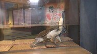 水族館に「ろくろ首!?」 ハロウィーン前に“お化け”のような生き物展示