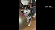人の言葉を話す?!黒柴【どうぶつのカンパネラ】静岡・沼津市