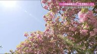 春から初夏へ 街を巡って季節のうつろい探し 八重桜や藤の花が見ごろを迎える<福島県福島市>