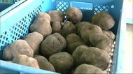 強い粘りが人気の旬食材! “ヤマノイモ”の出荷始まる 秋田・大館市