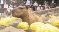 各地で人出“秋”のにぎわい カピパラ露天風呂に「酉の市」