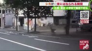 「ああっ」道路に突然シカが…