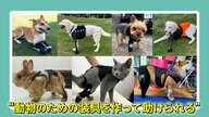 ペットを助ける！“動物専門の義肢装具士”事故などで手足を失った動物たちの義足を製作　人も動物も生きやすい世界をめざす