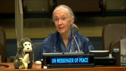 チンパンジー研究の第一人者で霊長類学者のジェーン・グドールさん死去