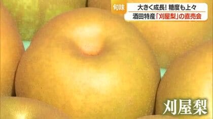 酒田市特産「刈屋梨」　大きく成長・糖度も上々　認知度向上・消費拡大ねらい直売会　山形・いろは蔵パーク