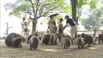 高崎山自然動物園でサルの生態を学ぶクイズ大会　優勝者にはエサやり体験　8月31日まで