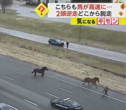 ペンシルベニア州の高速道路を馬が疾走　オハイオ州でも2頭の馬が車の間を逆走　馬の脱走劇相次ぐ