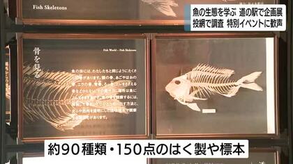魚について学ぶ企画展　約150点の剥製や標本　下田の道の駅で開催