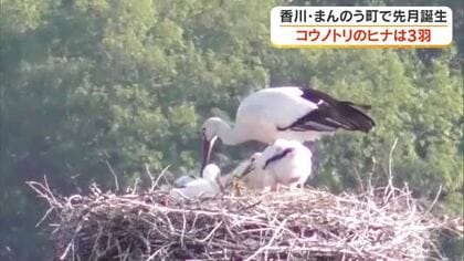 巣立ちまで温かく見守って…まんのう町で誕生のコウノトリのヒナは３羽と判明　町内誕生４年連続【香川】