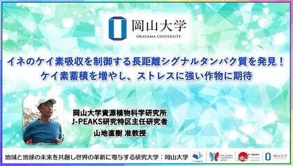 【岡山大学】イネのケイ素吸収を制御する長距離シグナルタンパク質を発見!ケイ素蓄積を増やし、ストレスに強い作物に期待