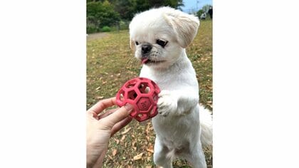 「お利口さんですね」“両手”でボールを受け取る愛犬が律儀！いつも礼儀正しいのか飼い主に聞いた