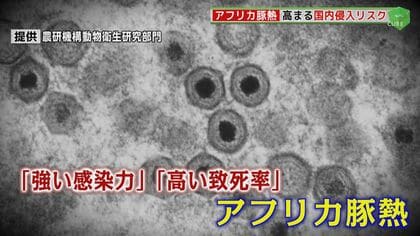 致死率ほぼ100%「アフリカ豚熱」　アジアの玄関口・福岡はピリピリムード…侵入許すと日本の畜産界に壊滅的な打撃も