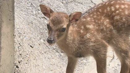 ヤクシカの赤ちゃんがすくすく成長　元気よくジャンプ　お乳を飲むシーンは今だけ　長野市の城山公園