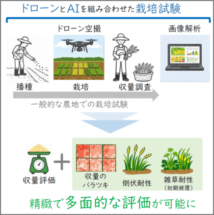 「収量」だけじゃない 様々な栽培特性を空から測る新たな枠組み―混植栽培の生産性・安定性・倒伏/雑草耐性を同時に評価―