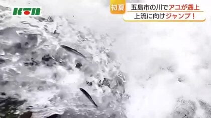  激しい流れに逆らってジャンプの妙技　失敗しても何度も挑戦　五島市で天然アユの遡上