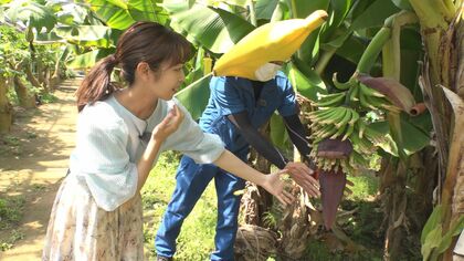 無農薬で皮ごとガブリ！ 「稲沢フルーツ園」で収穫体験できる“バナナ” 濃尾平野のほぼ真ん中で南国気分