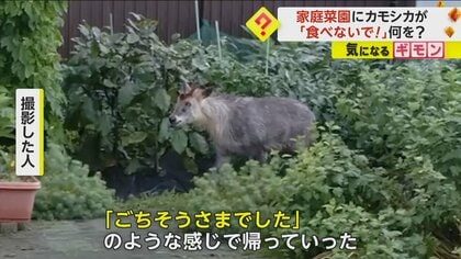 「やめてくださーい！」カモシカが家庭菜園に侵入　カメラ目線で食べていたのは…ところどころに食べられた跡　秋田市