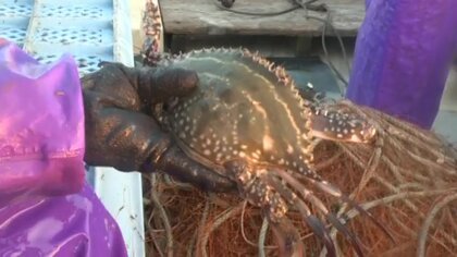 味が濃くて甘い…旬を迎えた“竹崎カニ”  自分へのご褒美に「一度味わって」【佐賀発】