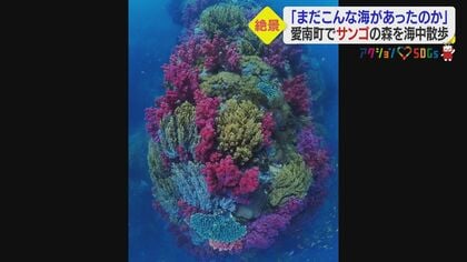 美しさに驚きと衝撃…「サンゴの森」の絶景 群生するカラフルなソフト