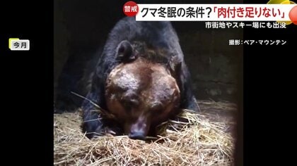 目が合った」クマがスキー場に出没“猛ダッシュ”で追いかけられる