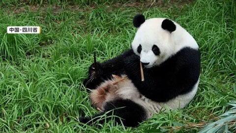 中国から貸与のパンダ2頭がアメリカ到着　16時間のフライト　アトランタで10年間飼育へ