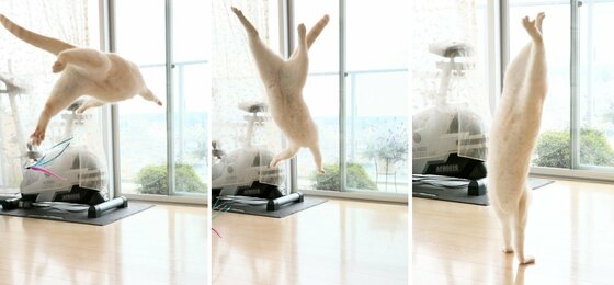 背筋ピーン の完璧な 逆立ち を決める猫が話題 他にもいろんなポーズができる 忍者猫 だった
