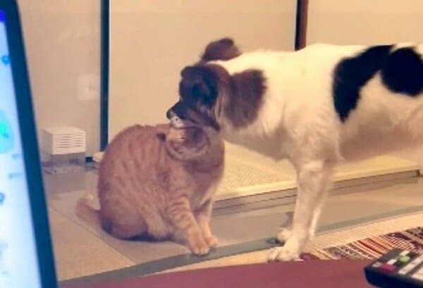 大好きすぎて同居猫の頭をパクリ！？静かにくわえ続ける犬の姿が面白い
