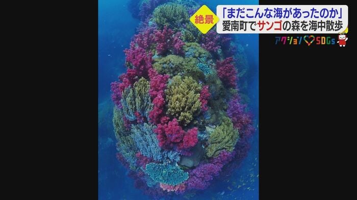 海中散歩…サンゴの森を進む