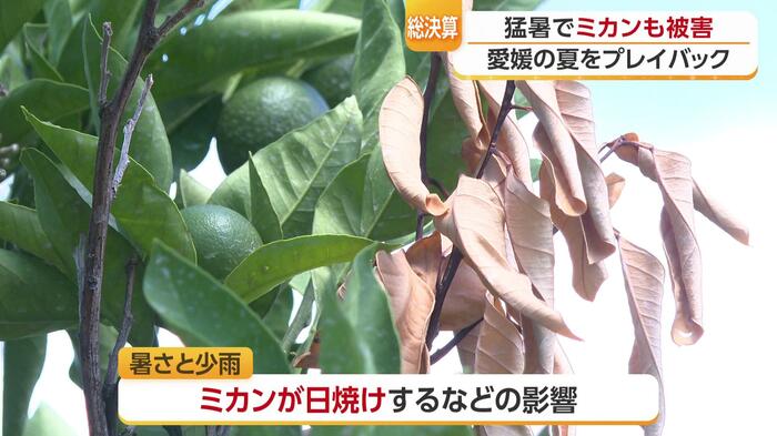 ミカンにも葉っぱが枯れたり日焼けしたりと被害が発生