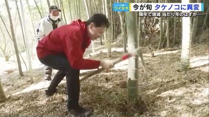 人生初のたけのこ掘りに挑戦する野川キャスター
