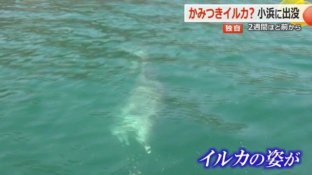 漁船に接近する野生イルカ