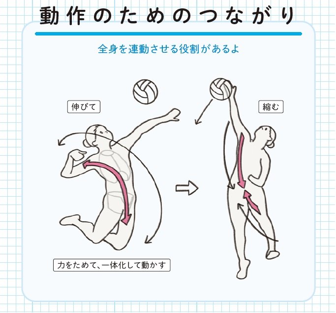 『筋肉のつながり図鑑』より