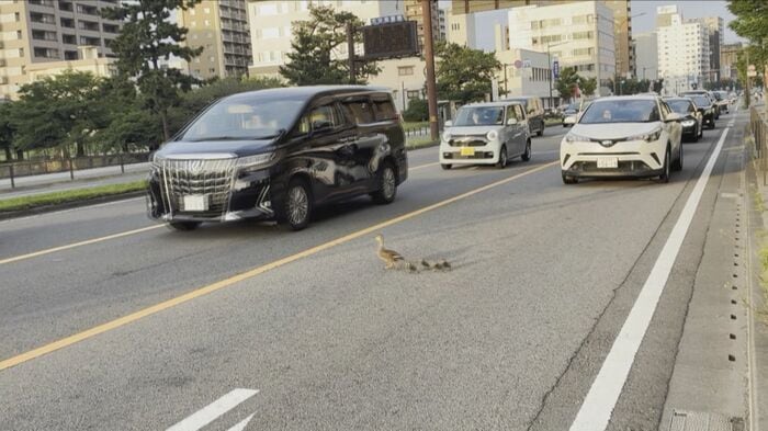 国道を渡るカルガモ親子