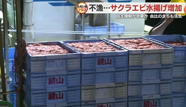 水揚げされたサクラエビ