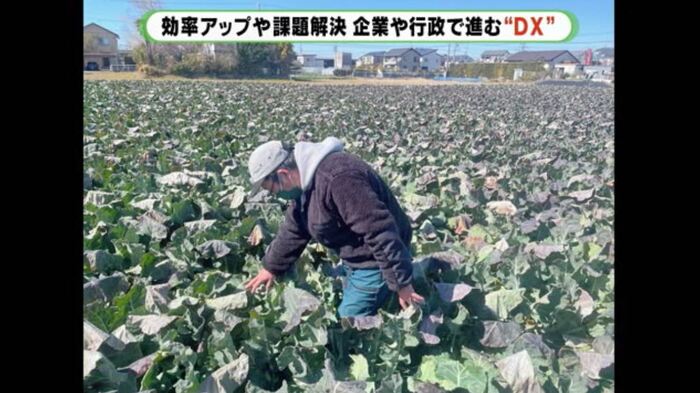 従来は生育状況を見回り(提供:アイファーム)