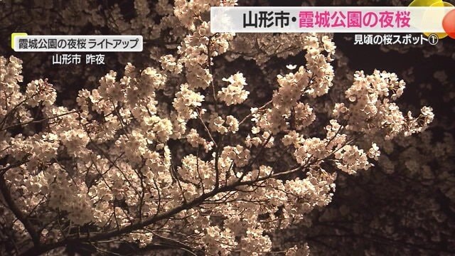ライトアップが美しい霞城公園のサクラ