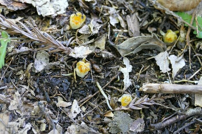 自生地で撮影したコウベタヌキノショクダイ(画像提供:神戸大 末次健司教授)
