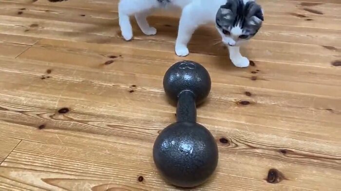 様子をうかがいながら、鉄アレイへゆっくり近づいていく