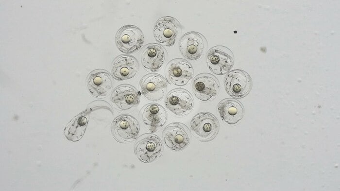 提供：近畿大学