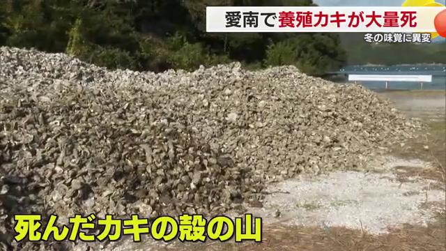 養殖の約６割のカキが死んでいる