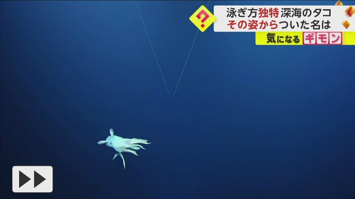 頭についている耳のようなものを動かして泳ぐタコ(Ocean Exploration Trust/NOAA)