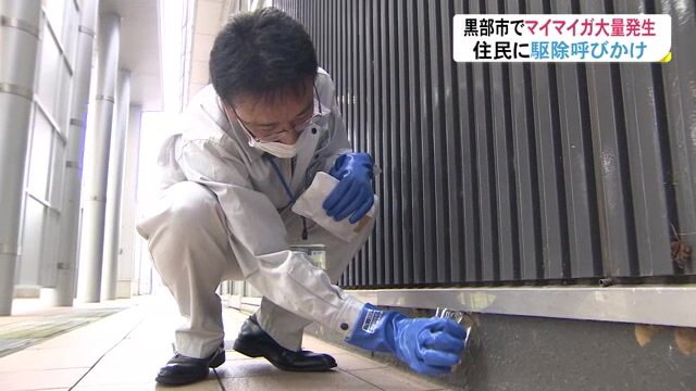 マイマイガの卵を駆除する職員