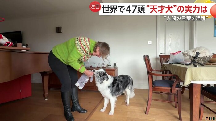 わずか5分で柴犬のぬいぐるみを覚えた