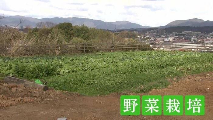栽培した野菜は店でも使用