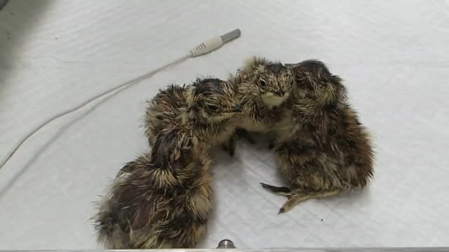 富山市ファミリーパーク 人工繁殖のライチョウ ヒナ8羽誕生