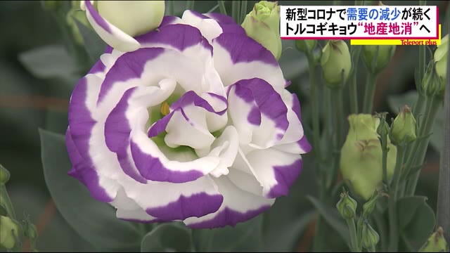 会場装飾や花束で人気のトルコギキョウ コロナ禍のいま地産地消で農家を支援<福島県喜多方市>