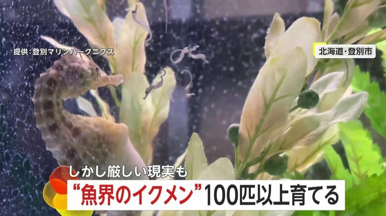【貴重】カメラが捉えた「タツノオトシゴの出産」　メスに卵をもらいオスが“出産”　北海道・登別マリンパークニクス｜FNNプライムオンライン
