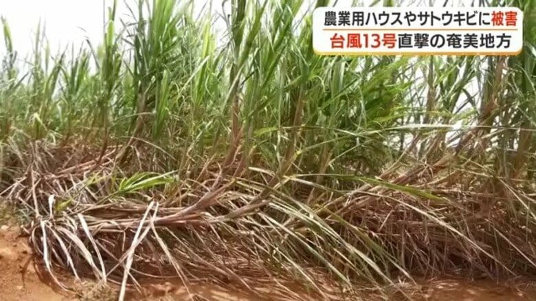「疲れるだけ」農家の嘆き 台風13号が奄美農業を直撃 ハウス破損・マンゴー出荷断念・サトウキビ倒伏の三重苦|FNNプライムオンライン